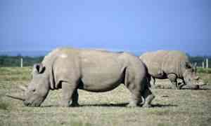 Mơ thấy tê giác đánh con gì để trúng lớn?